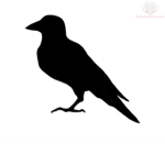 Raven Co ®