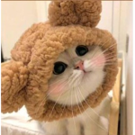 CatHome