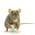 Builder Rats Club