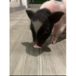 PIGLETS ARE CUTEST