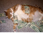 i like cats ther are so cute