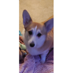 Le cool corgi group