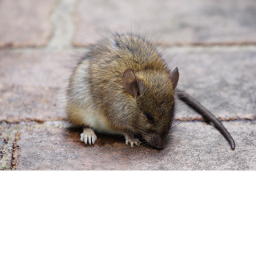 rat neighbourhood