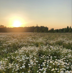 - ariya’s daisies -