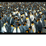 Join the penguin club and army