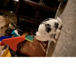 Bunny in roblox