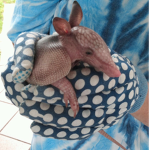 Animals who need help fans