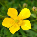 buttercuuup army!