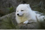 ~|~ Fox Friends ~|~