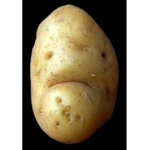 Sad Potato club