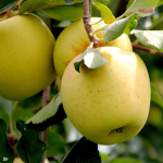 Apples in Roblox