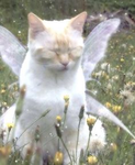 FaeFairy Group Thumbnail