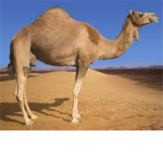 camel pls