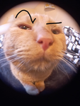 Nature cats