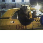 Disabled Bear Gang