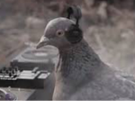 We are the birds