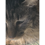 Warrior Cats Unofficial Fan Club