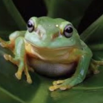 *+•Frogs Unite•+*