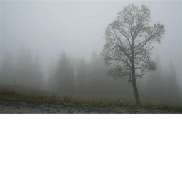 the fog.
