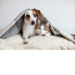 The DogCat Army