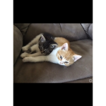 Lily and mocha