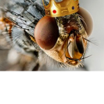 The groups of mosquito