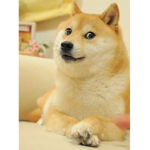 |:| Doge Group |:|