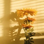 Aesthetic sunshine