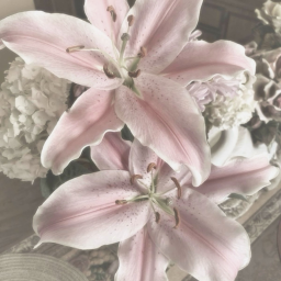 ˖   ✦  𝘳