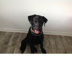 Max Dog