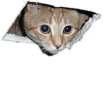 LOLCat Speakers