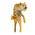 Doge Team.