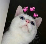 Waltz Official Fan Group
