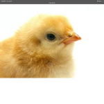 Chicken book