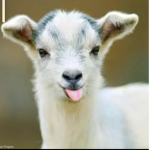goat cult$$