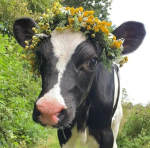heifers