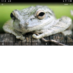 Frog people (gang)