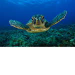 Official Turtle Fan Club