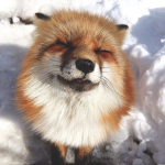 Project Fox