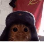 o_qvk