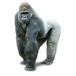 Gorilla Nerds