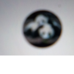 Offical little panda
