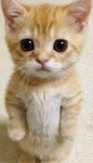 Elgato cat