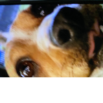 gaby has the evil dog
