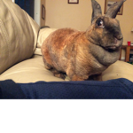 Bunny parents only