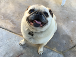 Pug life for life