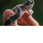-The Turtles-