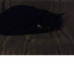CatsRawsome