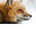foxy da robux