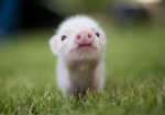 Kiwi pigs